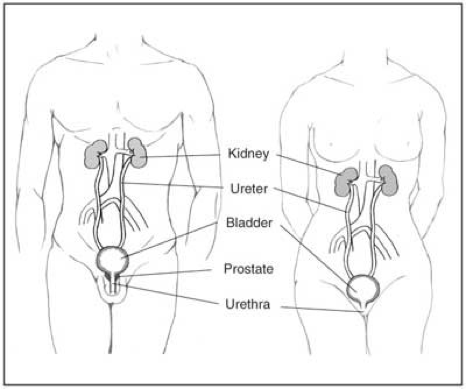 kidneycancer.png