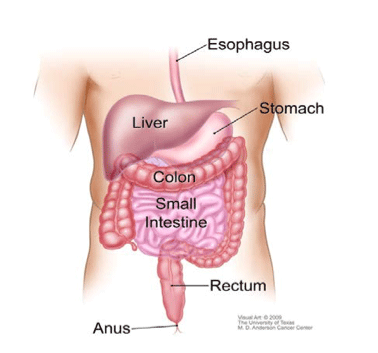 Diagram of human digestive system highlighting major organs.