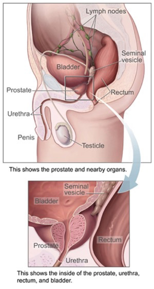 Anatomical diagram of male reproductive and urinary systems with labels.